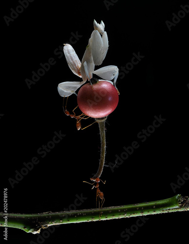 super ant photo