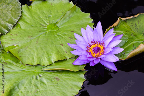 Purple Flower with Lilly Pads