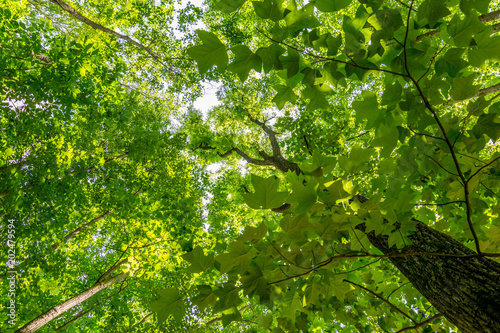 Green Foliage