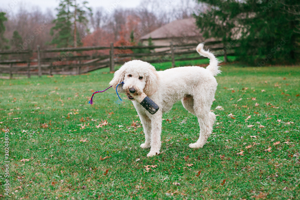 A young goldendoodle with a toy in its mouth standing and wagging its tail. A young goldendoodle with a toy in its mouth standing and wagging its tail.