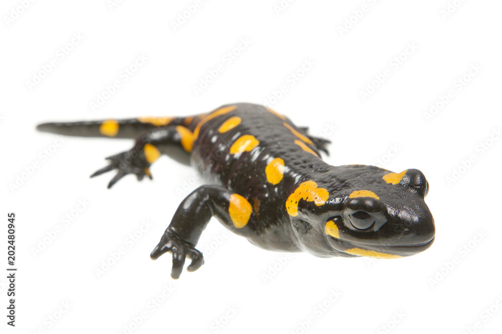 Fire salamander (Salamandra salamandra) on a white background Fire salamander (Salamandra salamandra) on a white background