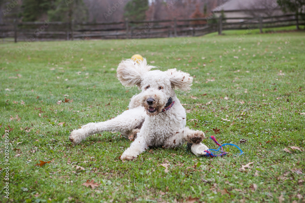 A goldendoodle playing in a grassy yard with its ears flying in the air.