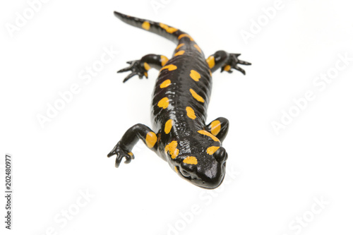 Fire salamander (Salamandra salamandra) on a white background