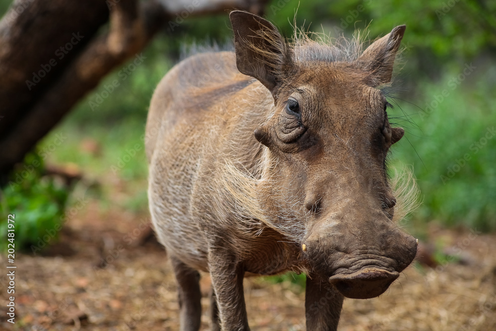 Wild Warthog in a South African game reserve Wild Warthog in a South African game reserve
