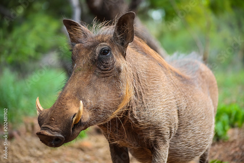 Wild  Warthog in a South African game reserve photo