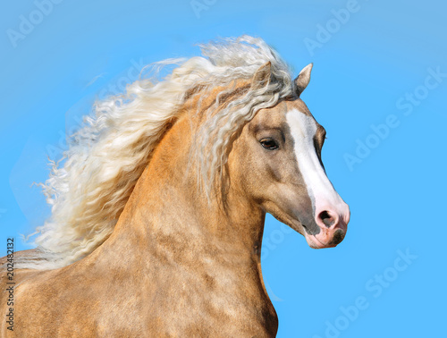 palomino welsh pony with long mane portrait closeup