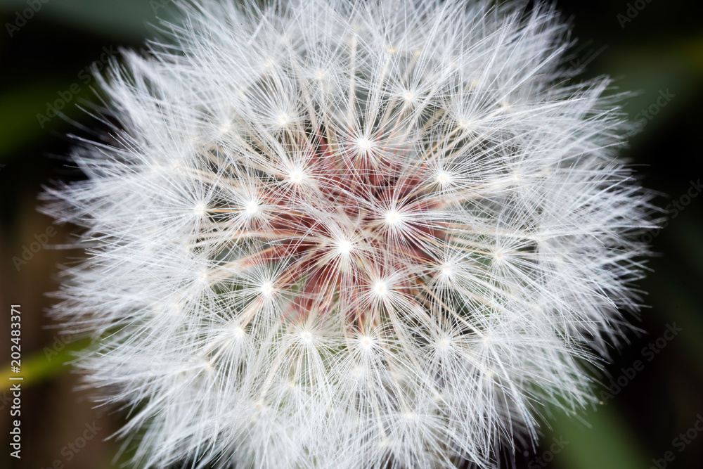 Obraz premium 씨앗