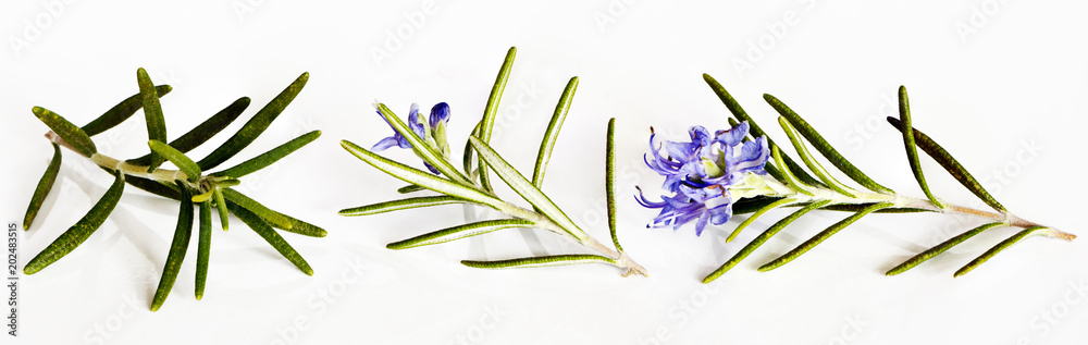 Fototapeta premium Rosemary twigs
