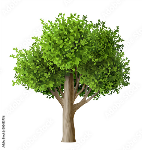 Realistic vector tree with leaves. Plant with green foliage. Forest nature and ecology