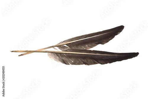 goose feather isolated on white background