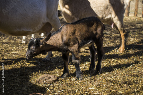 Cute baby goat cub on lawn