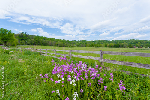 Purple and white phlox flowers blooming in front of fenced in pasture with old schoolhouse in background. This is part of Hale Farm and Village in Cuyahoga Valley National Park.