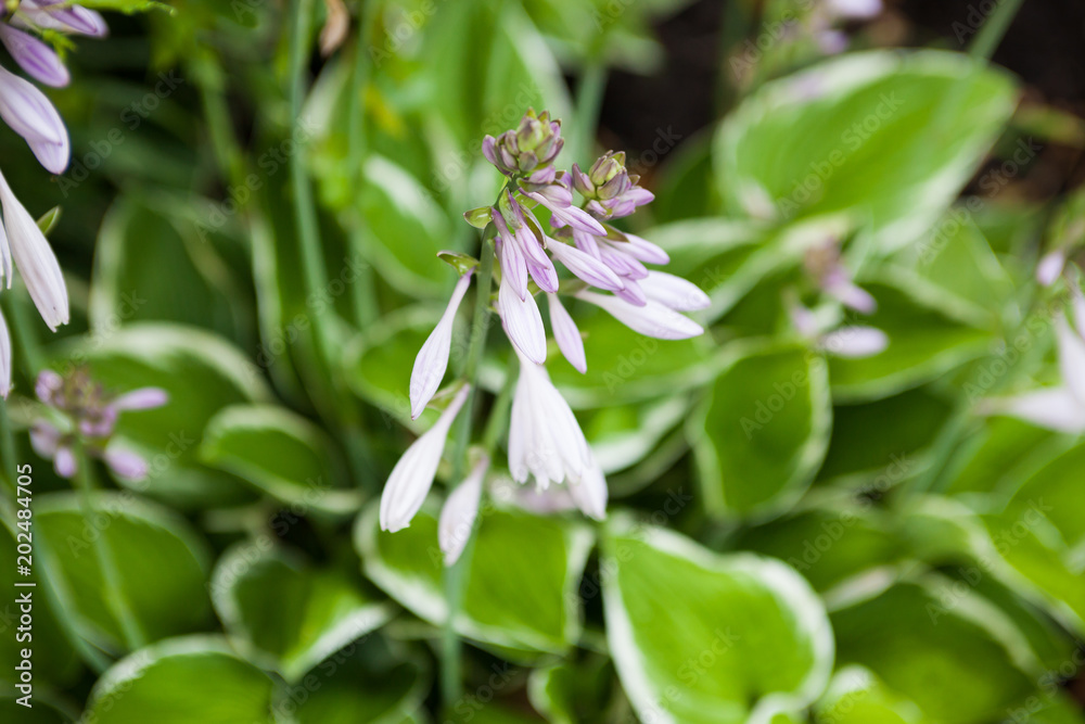 Blooming pink and purple hosta flowers with white bordered leaves in the background. Blooming pink and purple hosta flowers with white bordered leaves in the background.