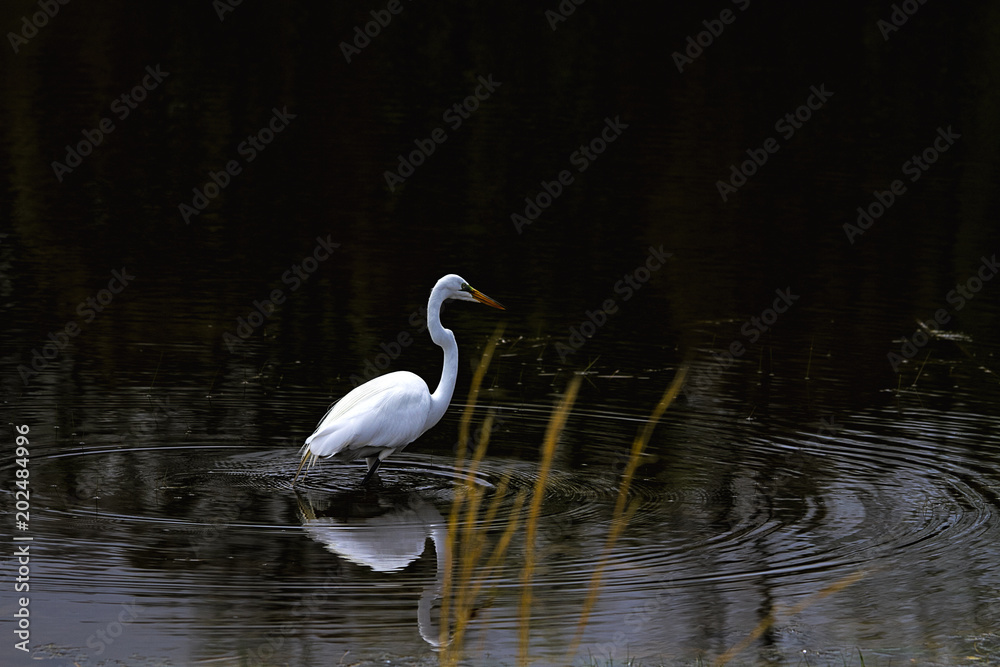 White great egret wading in wetlands with its reflections in water White great egret wading in wetlands with its reflections in water