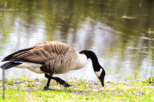 Large black neck goose in wetlands by water eating. photo