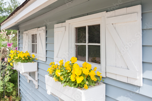 Yellow pansies growing in a white window box on a blue gardening shed with white shutters.