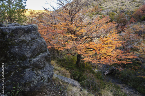 Autumn postcard from Patagonia