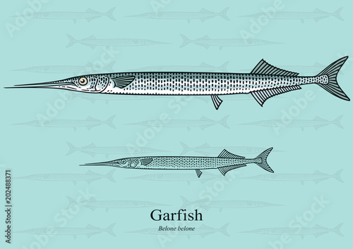 Garfish. Vector illustration with refined details and optimized stroke that allows the image to be used in small sizes (in packaging design, decoration, educational graphics, etc.)