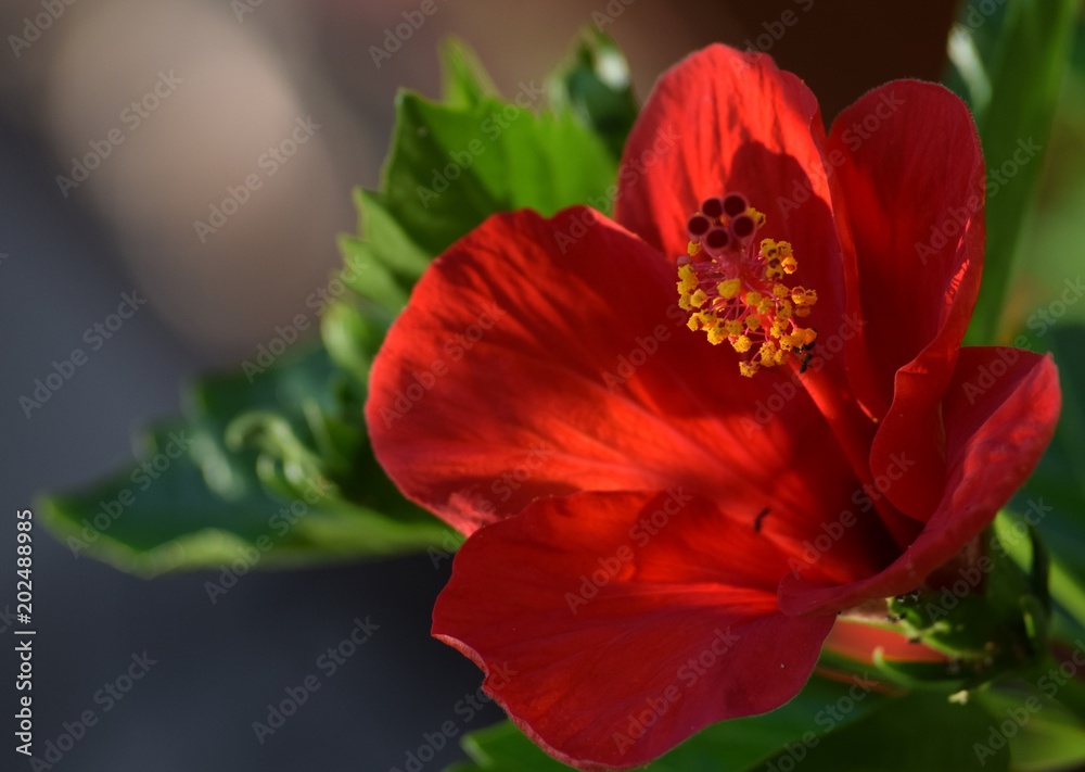Rose. China rose. Hibiscus rosa-sinensis. Red flower on natural background Rose. China rose. Hibiscus rosa-sinensis. Red flower on natural background