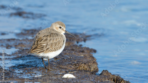 Curlew sandpiper (Calidris ferruginea) © Iliuta