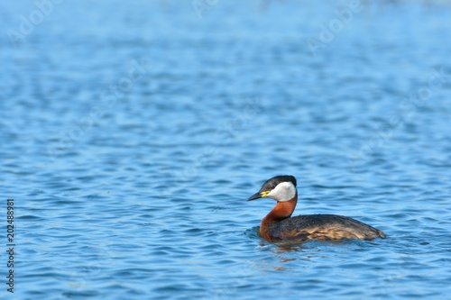 Red Necked Grebe on Water