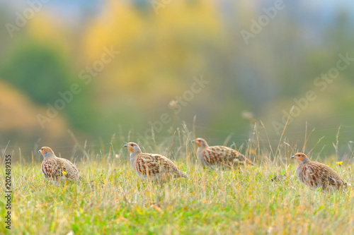 Fotografia Grey Partridge (Perdix perdix)