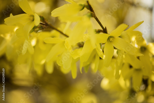 forsythia yellow spring blossom flower 