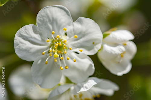 Spring blossom of a plum tree - closeup of filaments and pistil