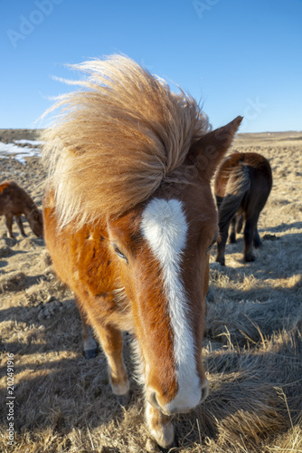 Horse portrait