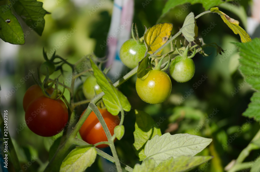 Ripe organic tomato grown in the garden Ripe organic tomato grown in the garden