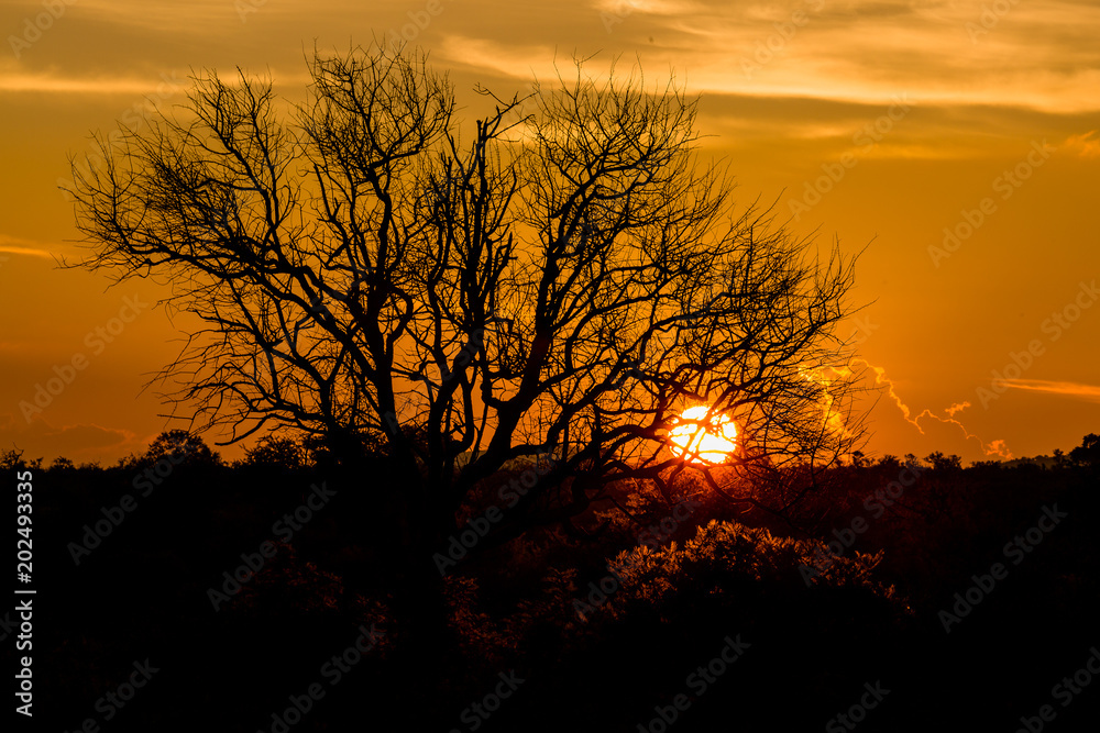 African Sunset with tree silhouette 