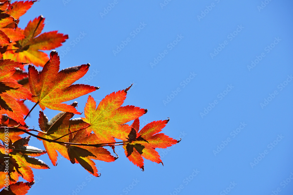 Close up red and yellow acer leaves over blue sky Close up red and yellow acer leaves over blue sky