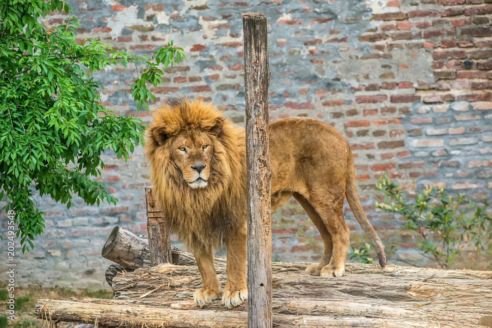 Naklejka premium A lion in captivity