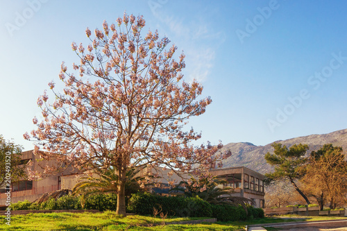 Beautiful Paulownia tomentosa (princess tree) in bloom on sunny spring day.  Montenegro, Prcanj town