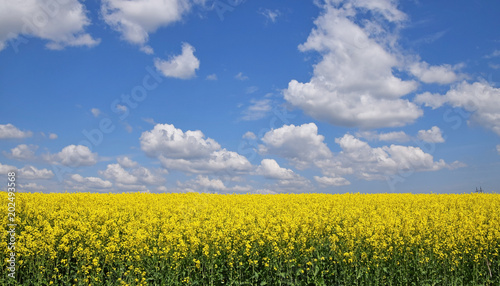 Close up field of rapeseed under cloudy blue sky