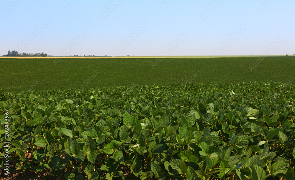 Close up field of green soya under clear blue sky