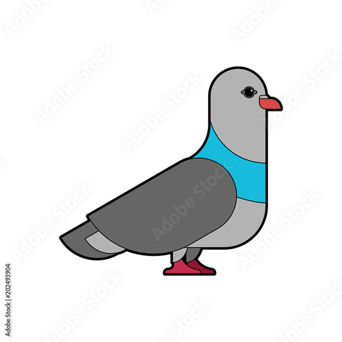 Pigeon isolated. Dove on white background. Vector illustration