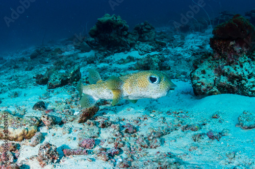 Fototapeta Naklejka Na Ścianę i Meble -  Pufferfish on a coral reef