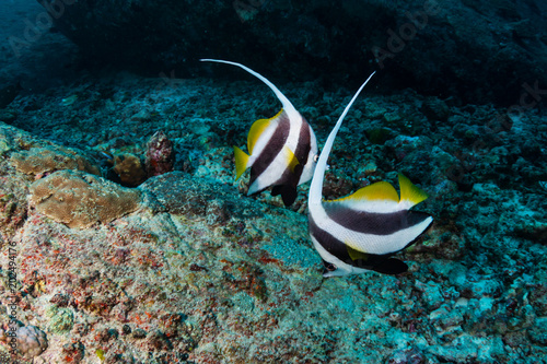 Pair of colorful Bannerfish on a coral reef