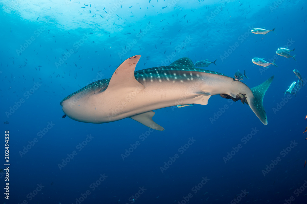A large Whale Shark with accompanying Cobia and Remora swim over a tropical coral reef