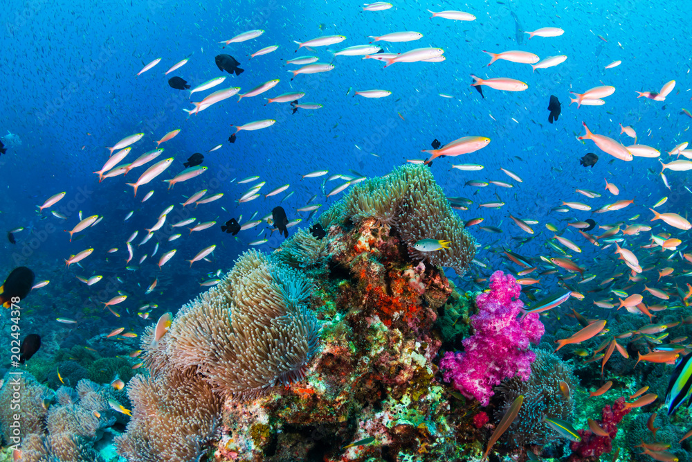 Fototapeta premium Colorful tropical fish on a healthy , thriving tropical coral reef