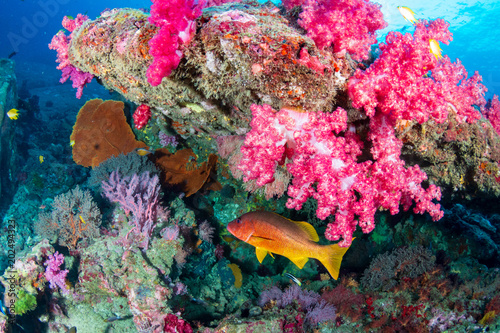 Colorful tropical fish on a healthy , thriving tropical coral reef