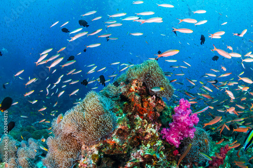 Fototapeta Naklejka Na Ścianę i Meble -  Colorful tropical fish on a healthy , thriving tropical coral reef