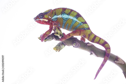 Colorful chameleon on the top of the branch wathing you on the white background. Close up illustration photography.