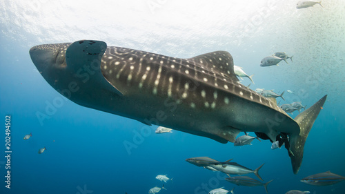 A large Whale Shark swimming over a tropical coral reef