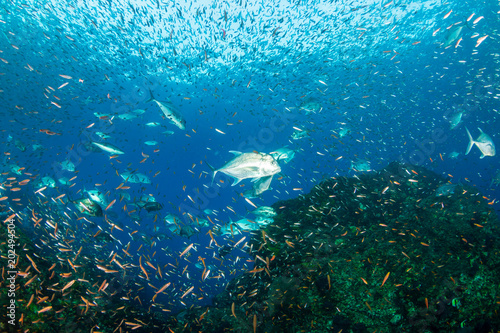 Fototapeta Naklejka Na Ścianę i Meble -  Trevally hunting at sunset on a healthy tropical coral reef in Thailand