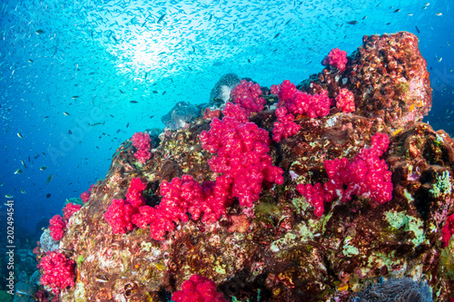 Fototapeta Naklejka Na Ścianę i Meble -  Vividly colored, healthy tropical coral reef