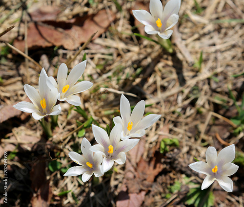 many white flowers called crocus vernus a species in Family Irid photo