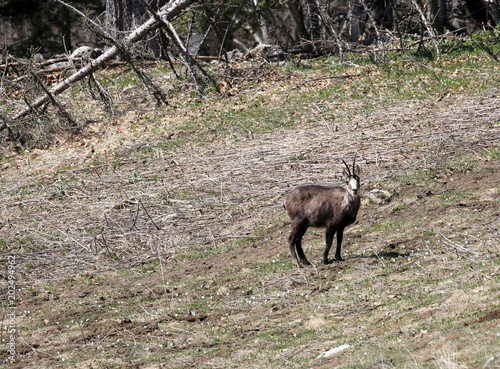 rupicapra is a genus of goat antelope also called chamois