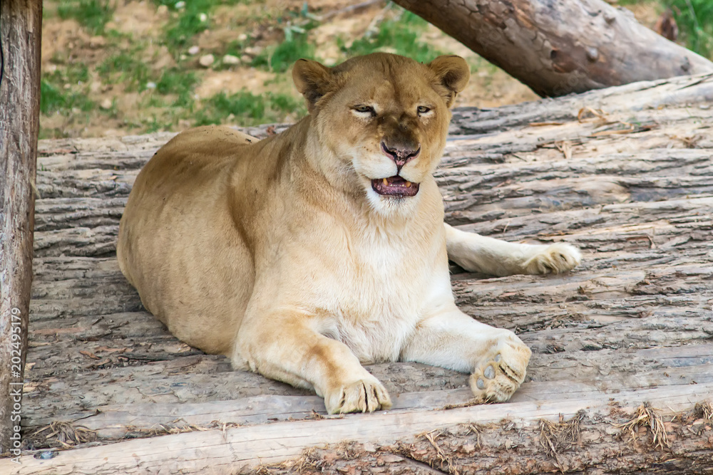 Naklejka premium A lioness in captivity